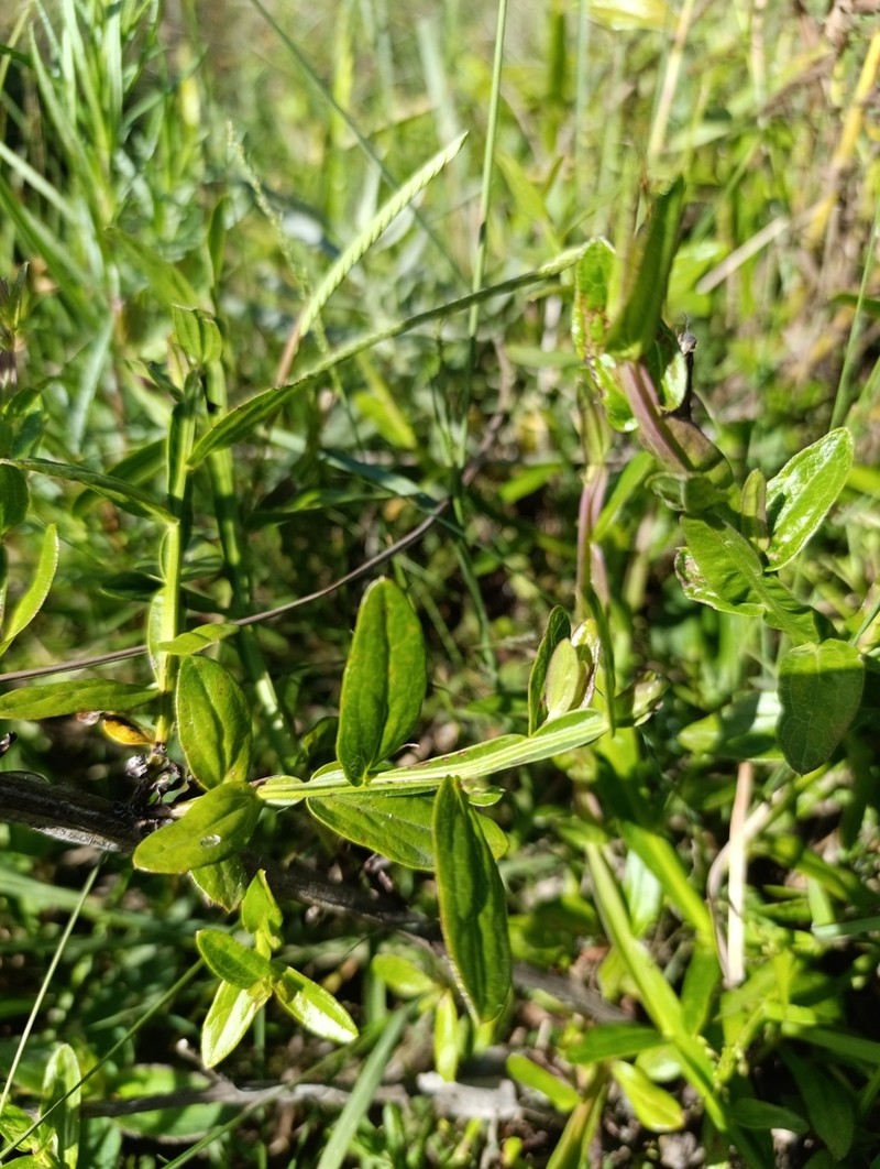 Baccharis junciformis photo 4