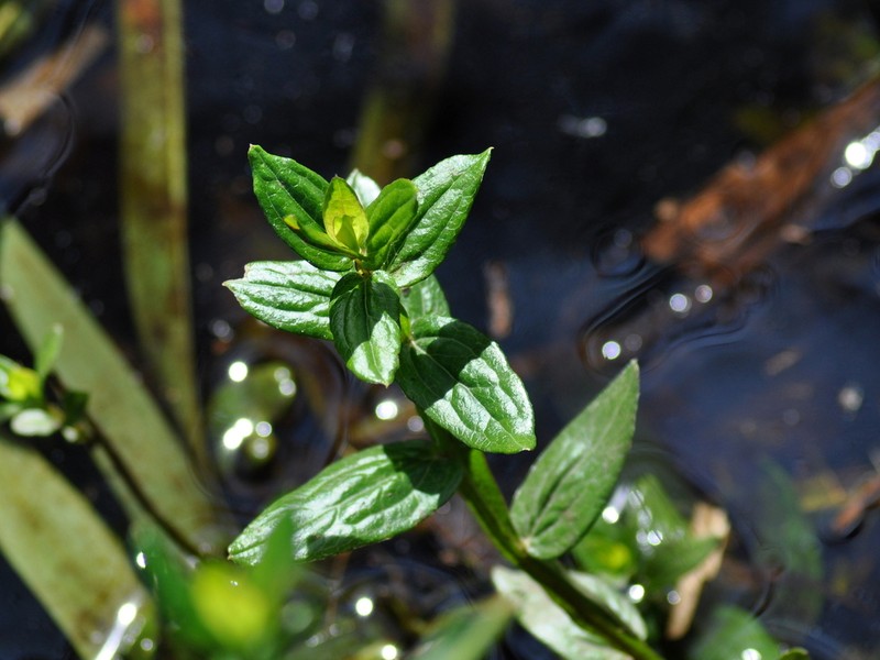 Baccharis junciformis photo 5