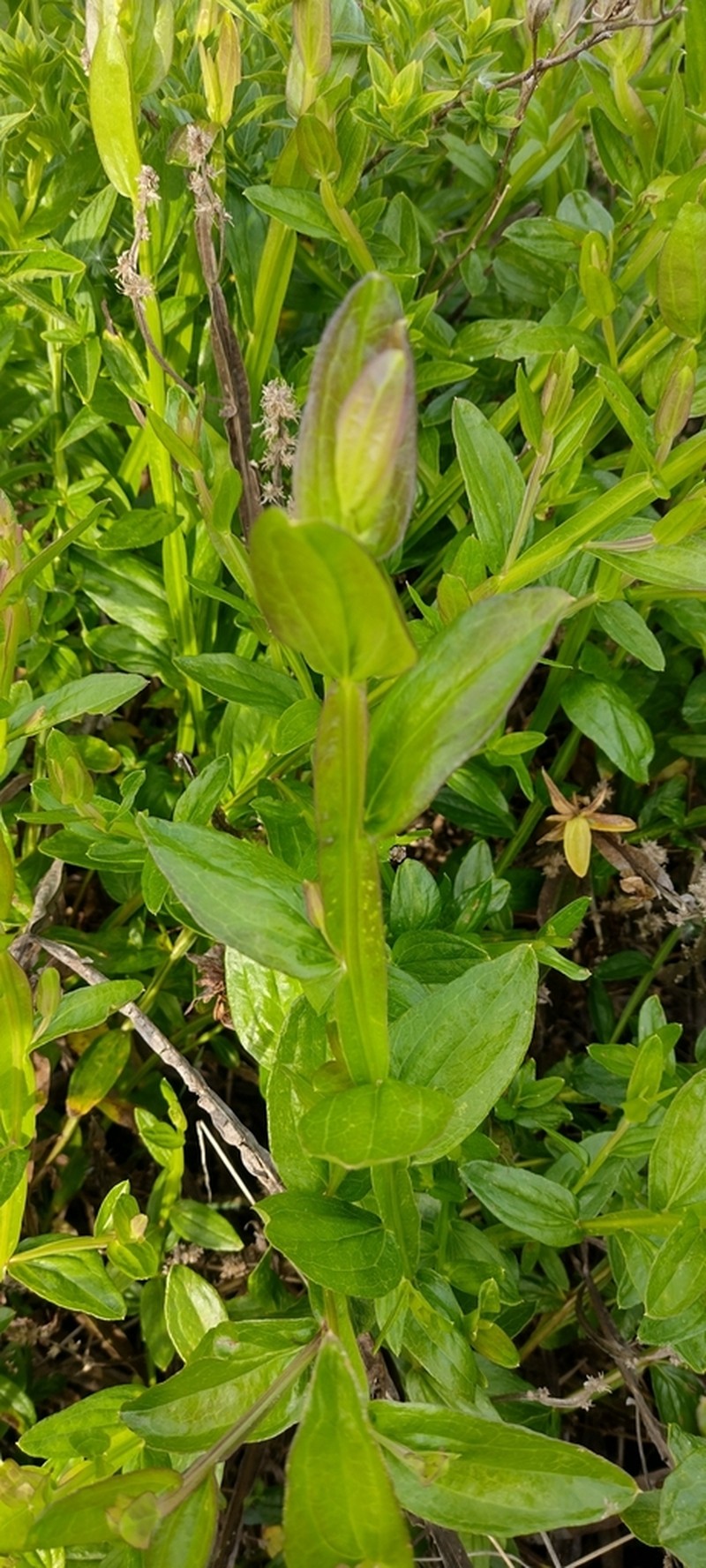 Baccharis junciformis photo 6