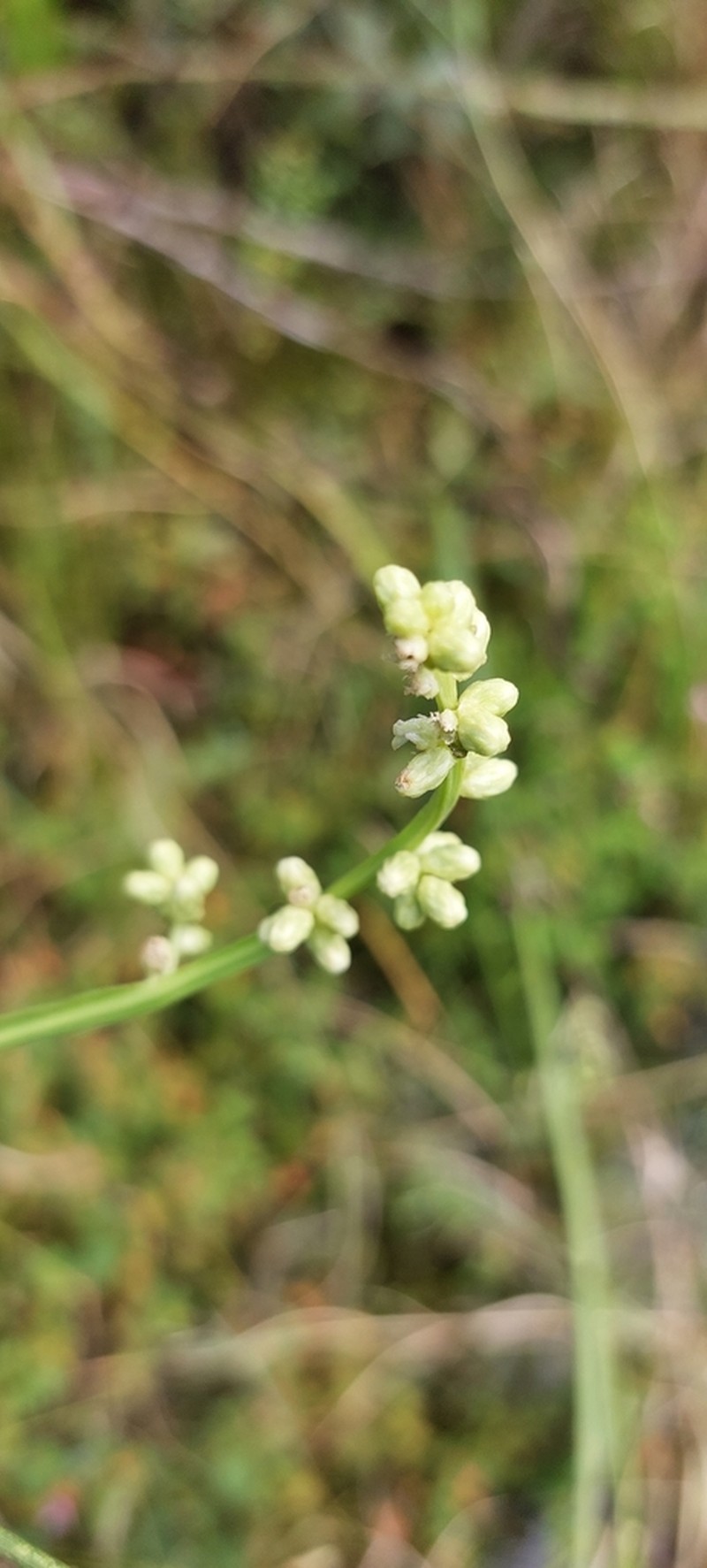 Baccharis junciformis photo 7