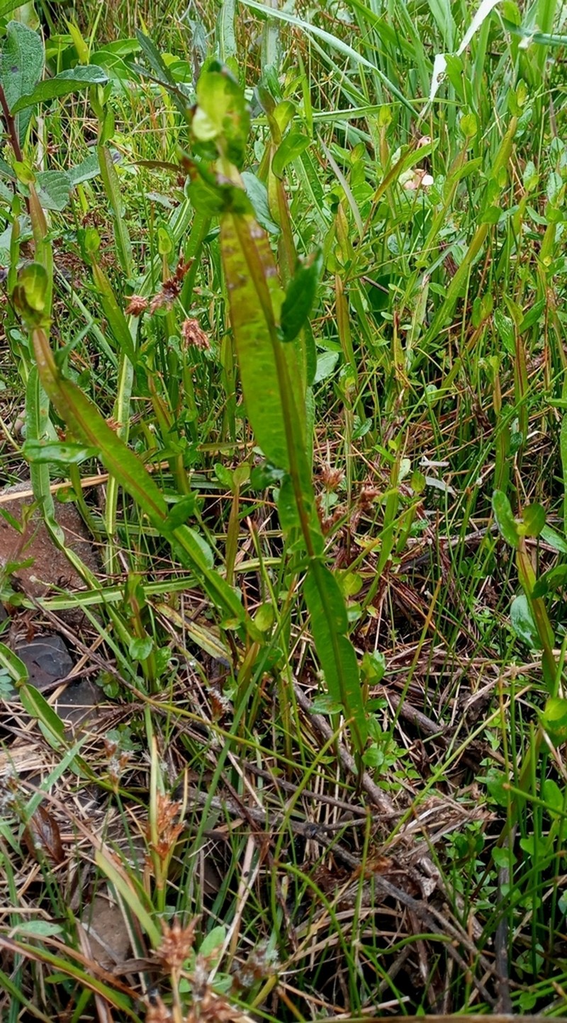 Baccharis junciformis photo 8