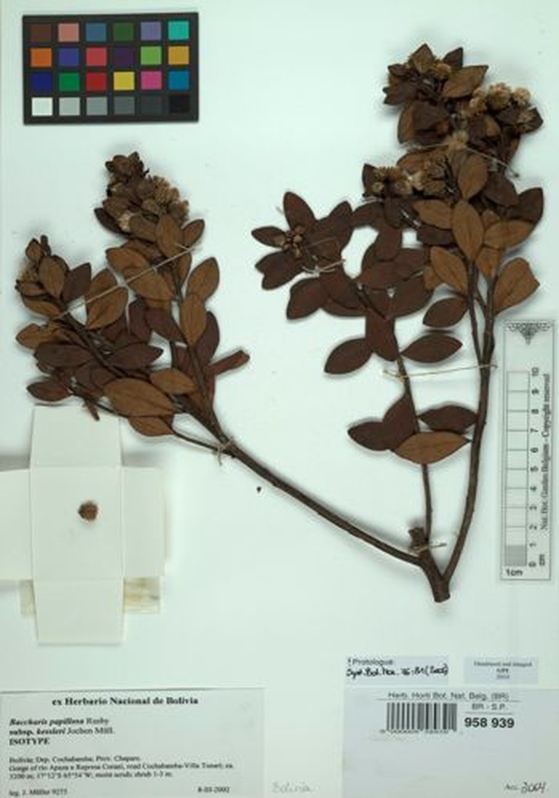 Baccharis kessleri