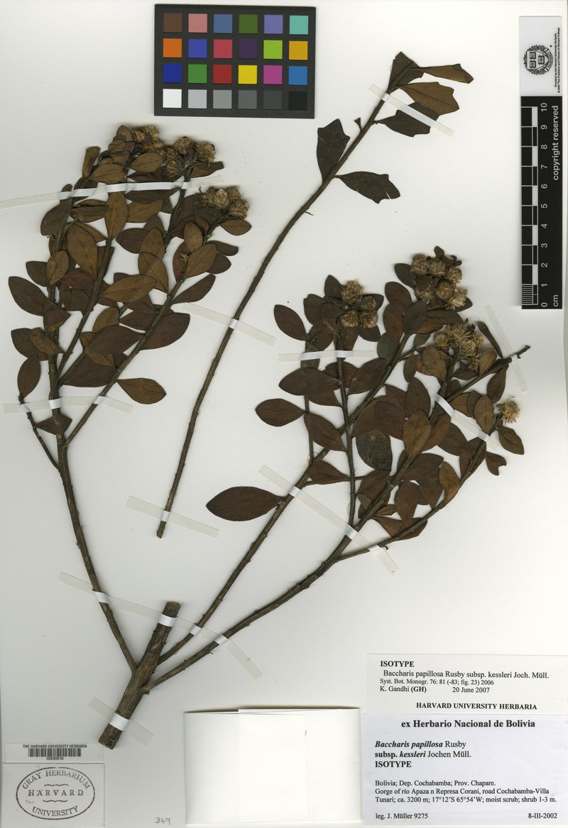 Baccharis kessleri photo 2
