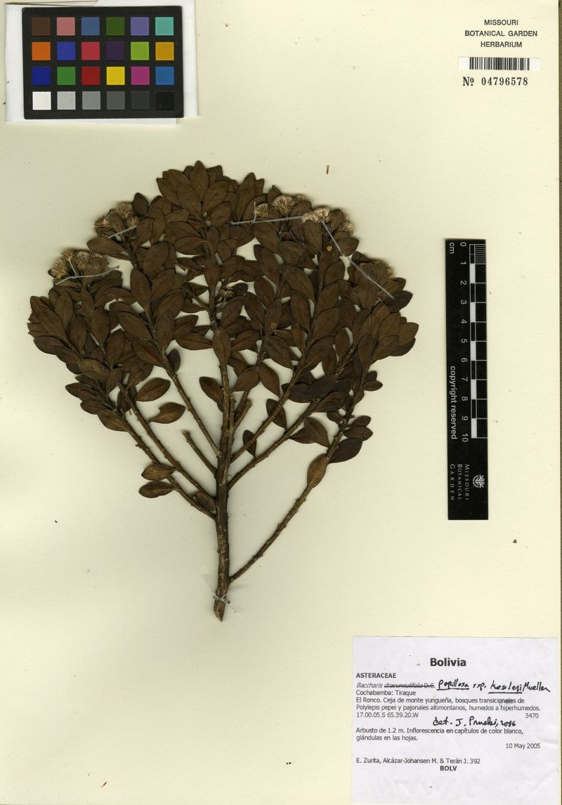 Baccharis kessleri photo 3