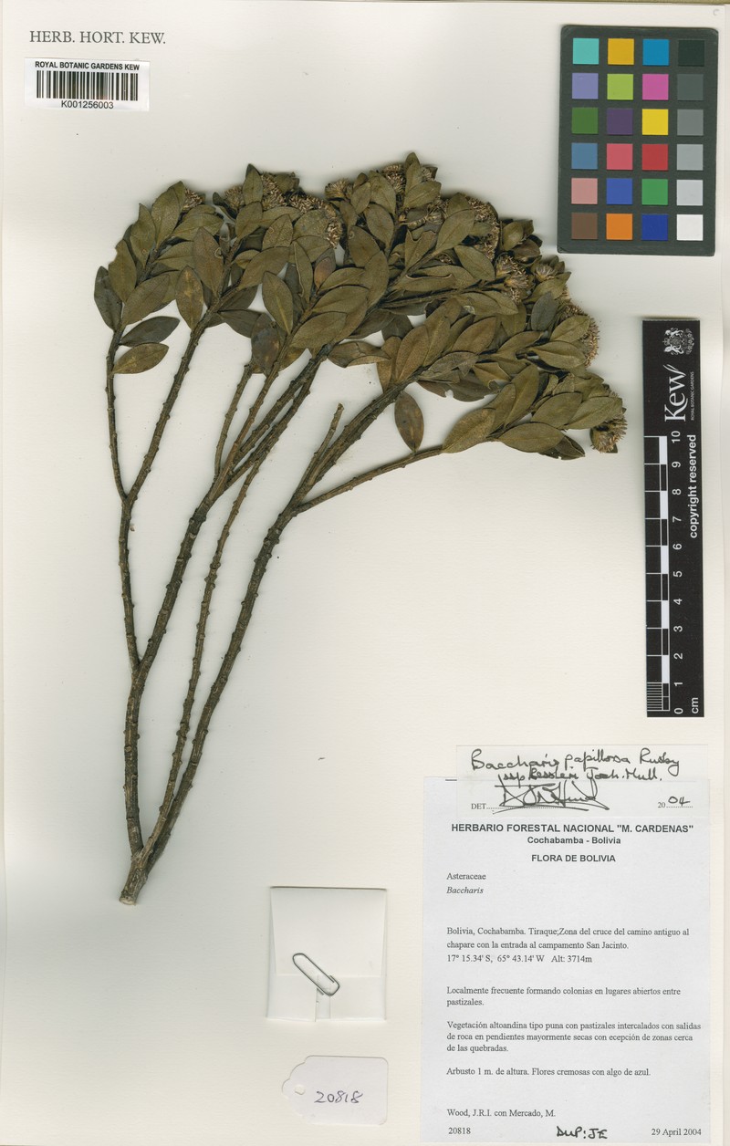Baccharis kessleri photo 4
