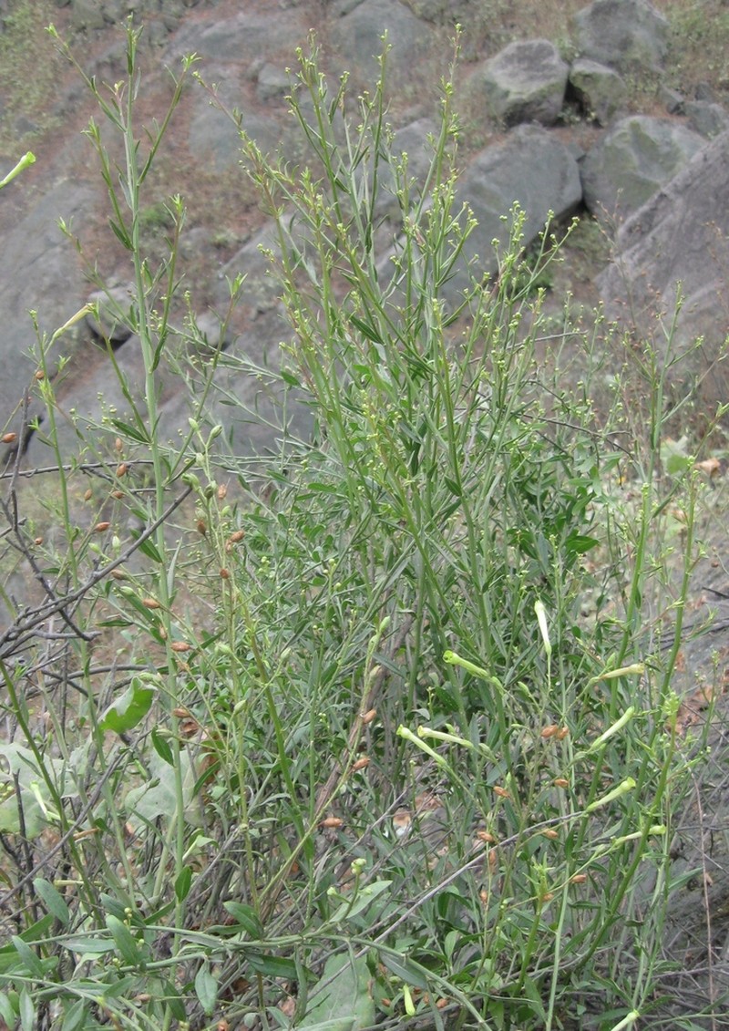Baccharis kingii