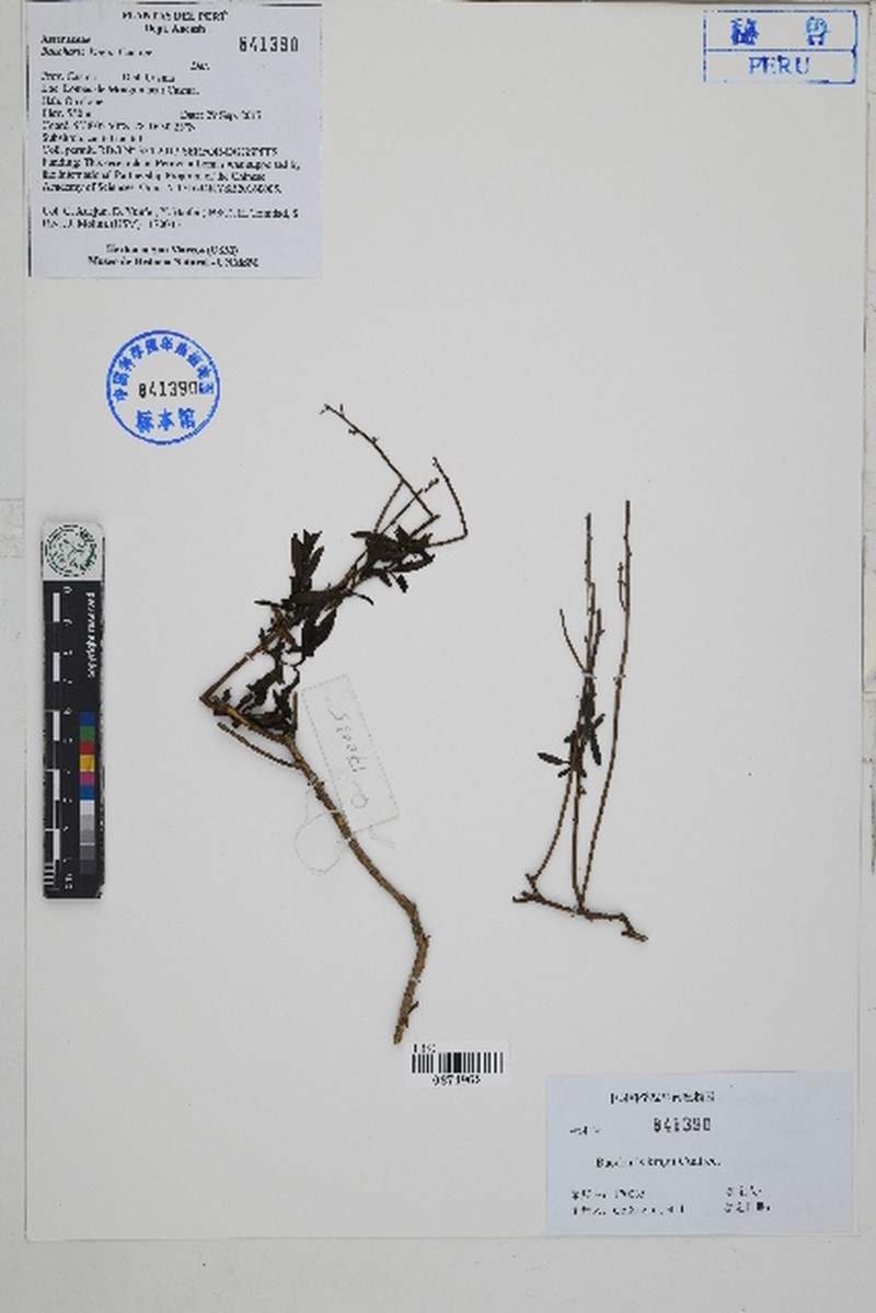 Baccharis kingii photo 2
