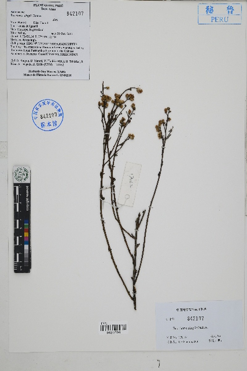 Baccharis kingii photo 3