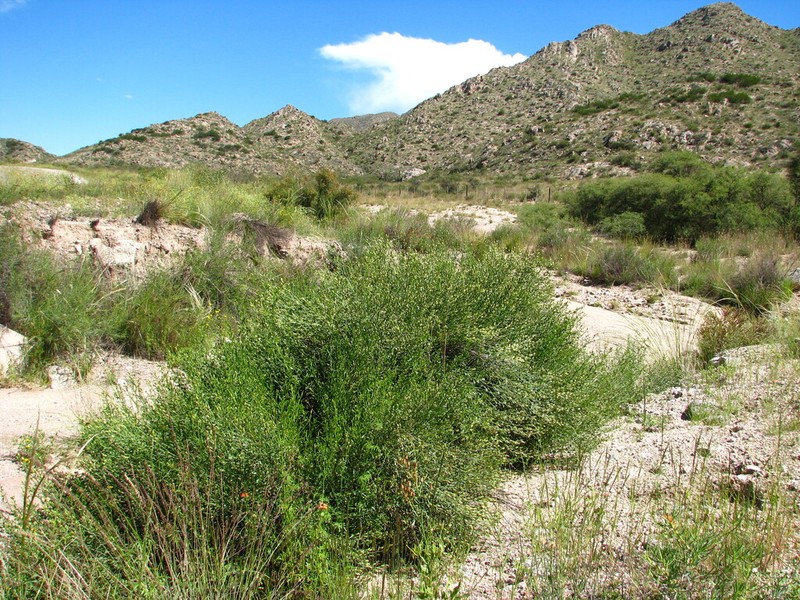 Baccharis kurtziana