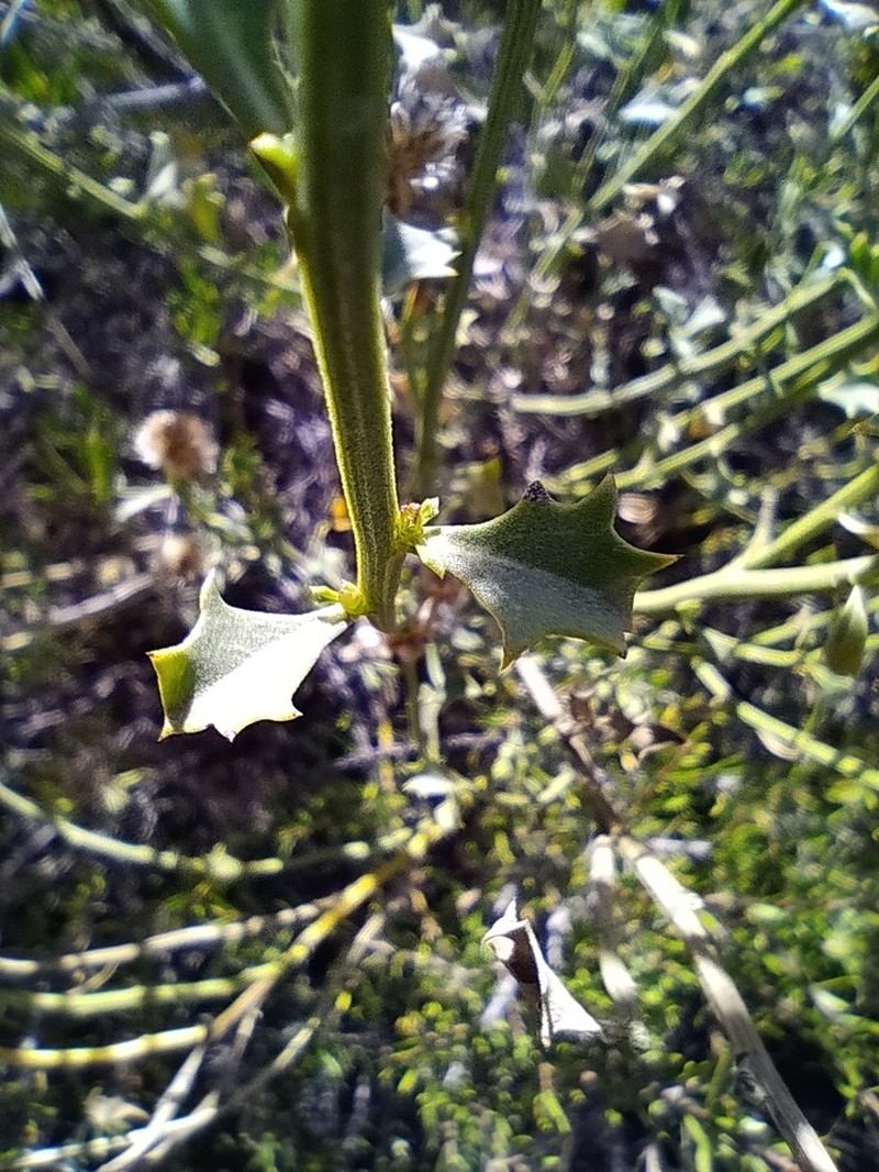 Baccharis kurtziana photo 2