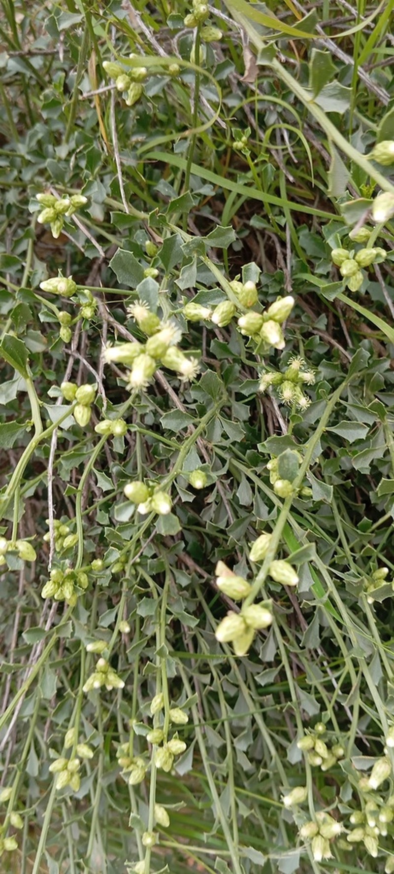 Baccharis kurtziana photo 3