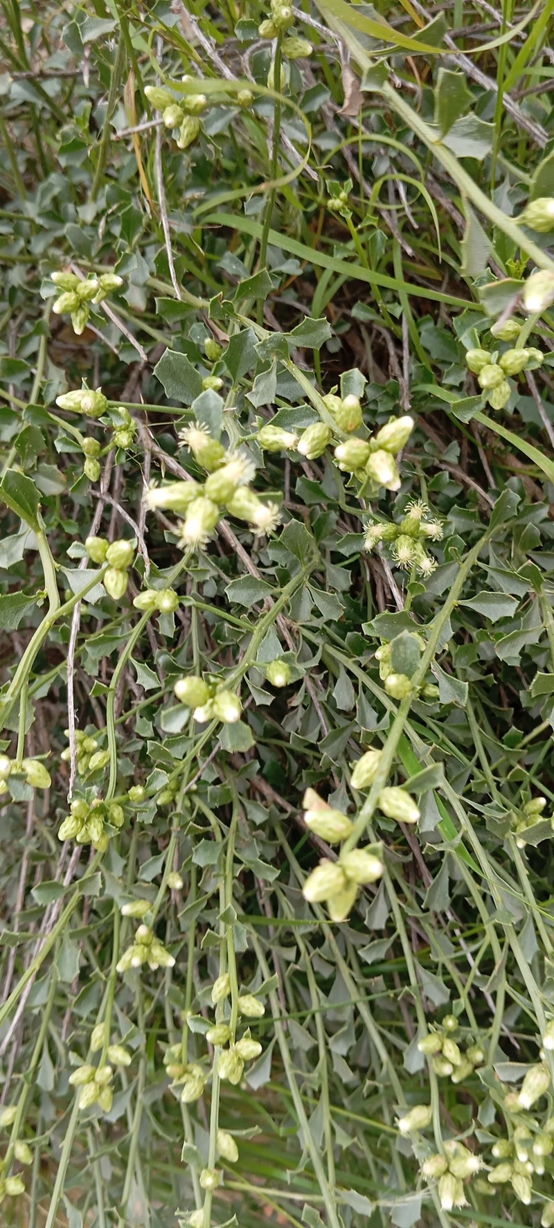 Baccharis kurtziana photo 4