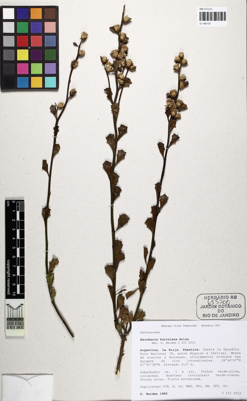 Baccharis kurtziana photo 6