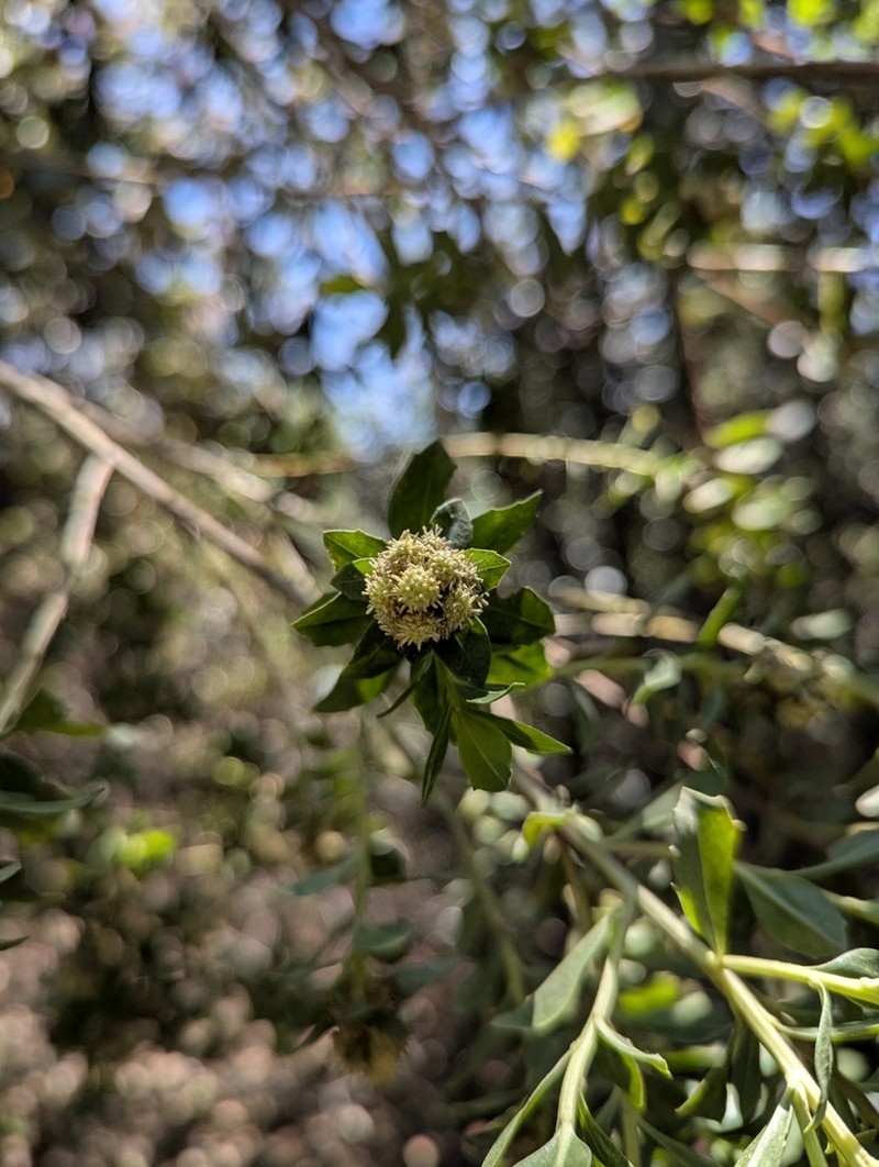 Baccharis lancifolia