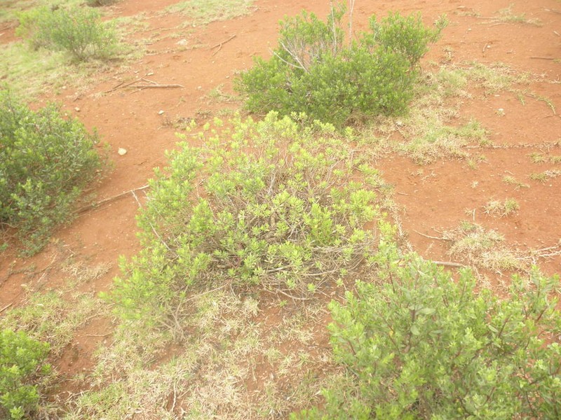 Baccharis lancifolia photo 2