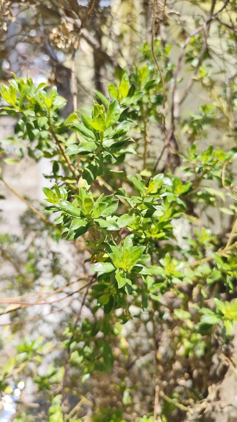 Baccharis lancifolia photo 3