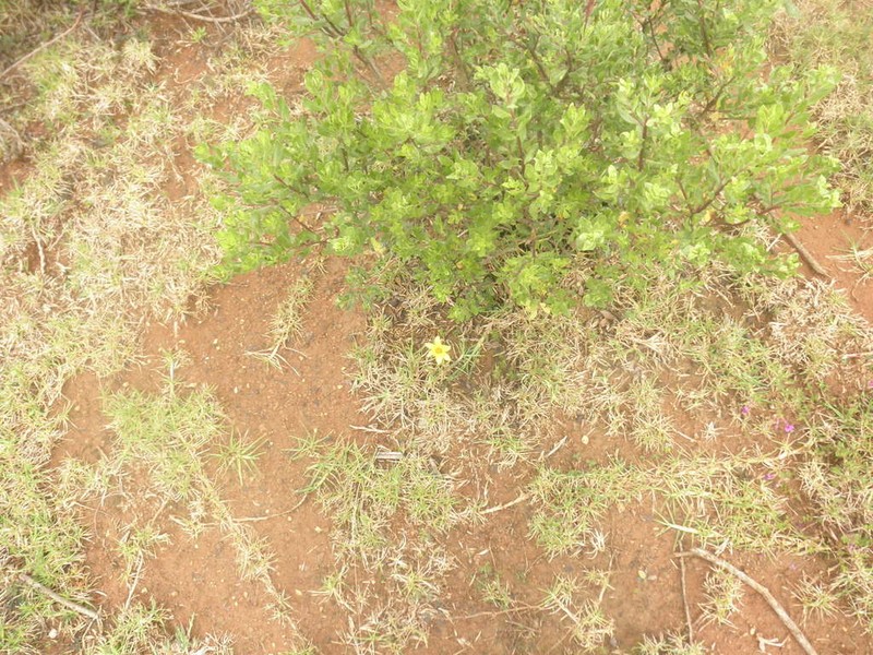 Baccharis lancifolia photo 4