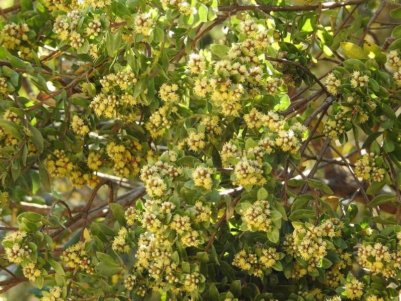 Baccharis lancifolia photo 5