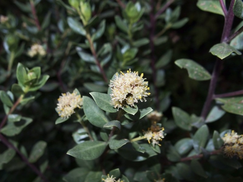 Baccharis lancifolia photo 6
