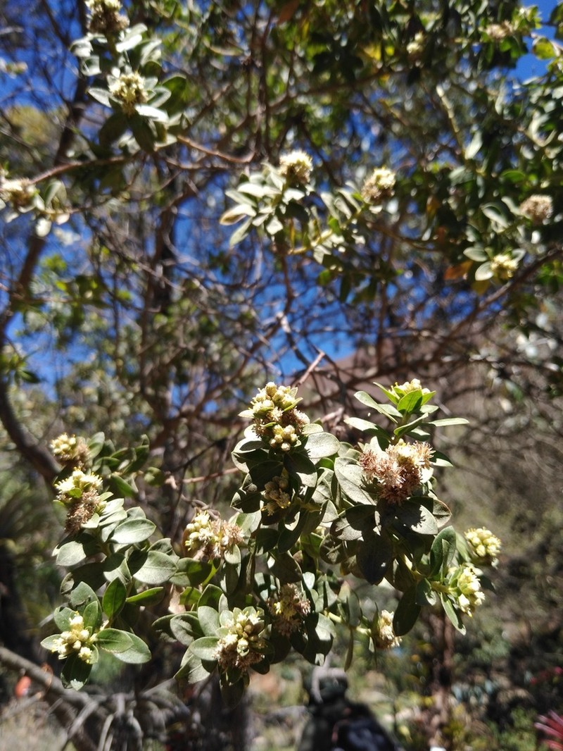 Baccharis lancifolia photo 7