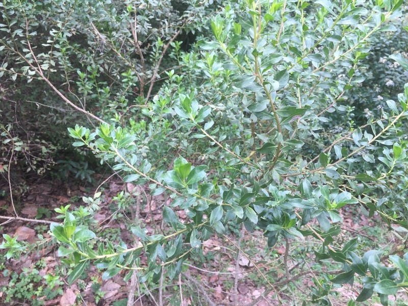 Baccharis lancifolia photo 8
