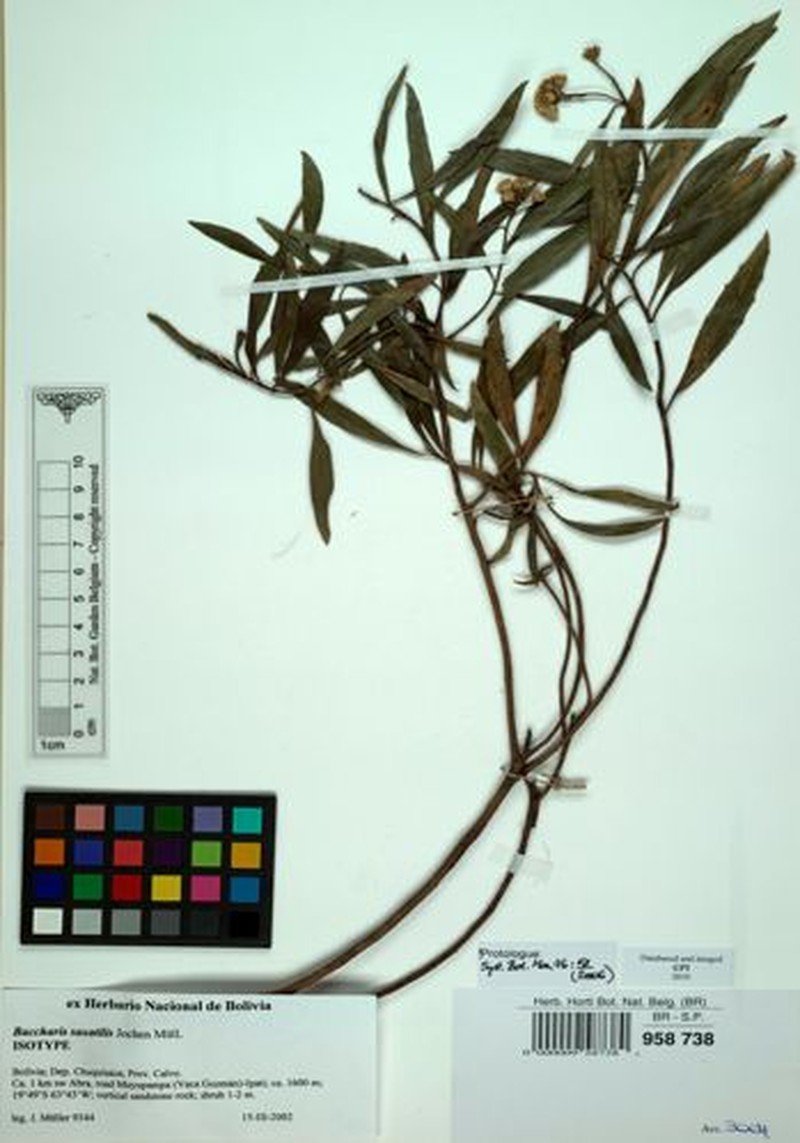 Baccharis lapidosa