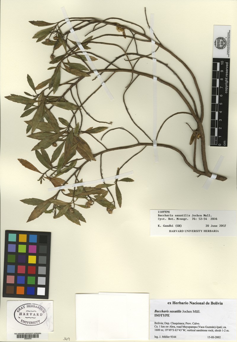Baccharis lapidosa photo 2