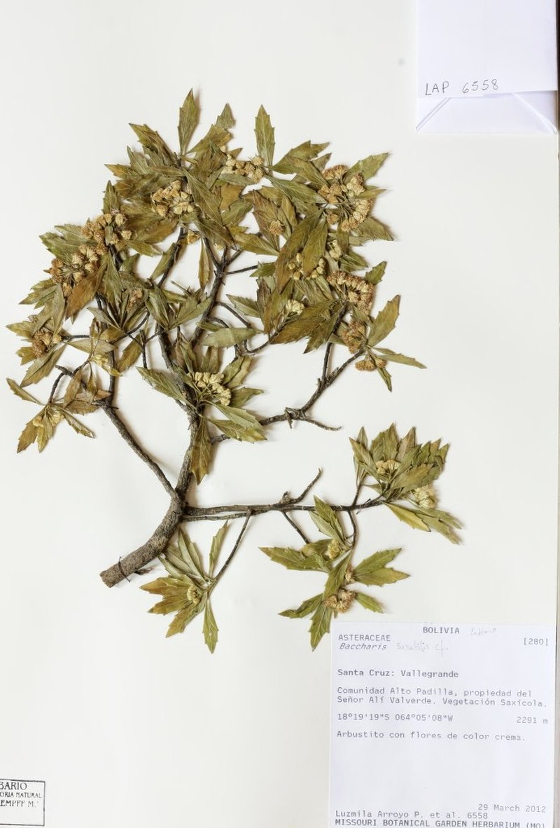 Baccharis lapidosa photo 3