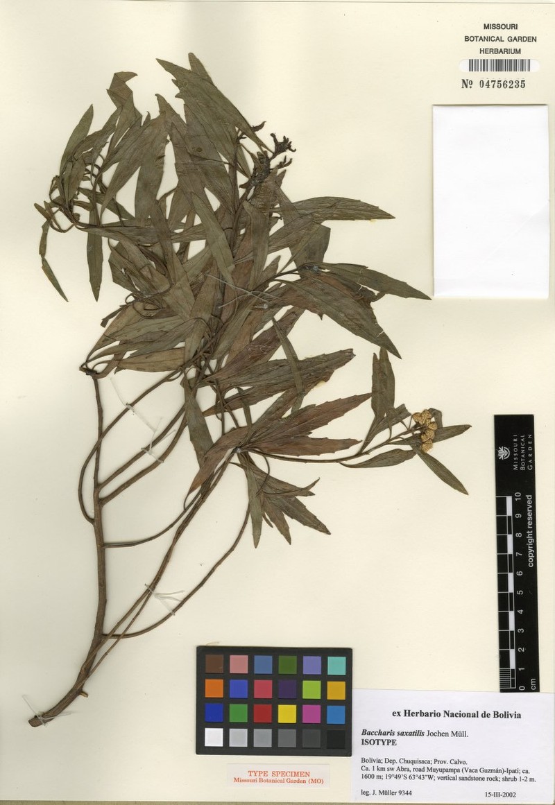 Baccharis lapidosa photo 4