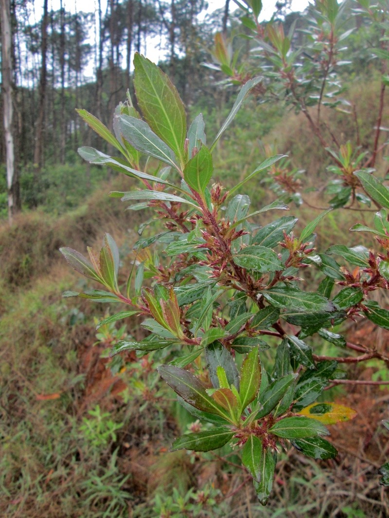 Baccharis lateralis photo 2