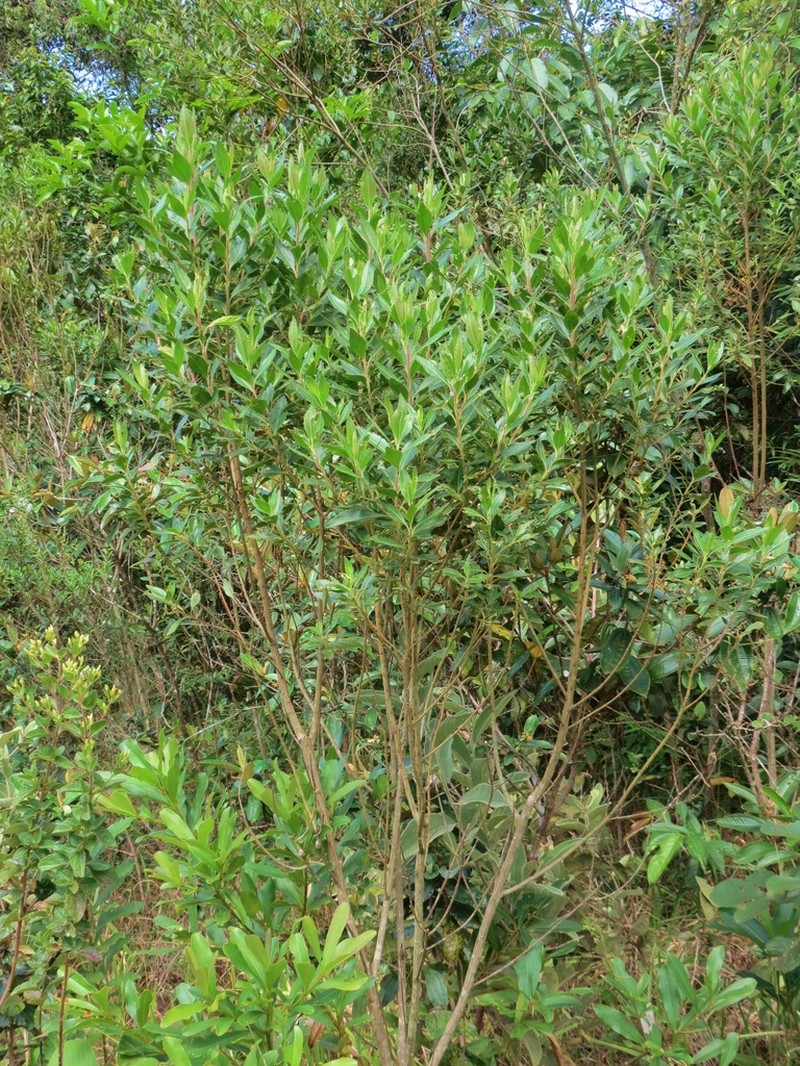 Baccharis lateralis photo 3