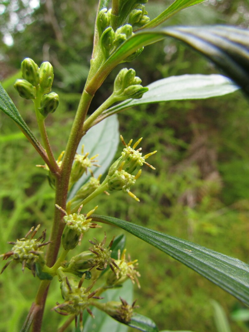 Baccharis lateralis photo 4