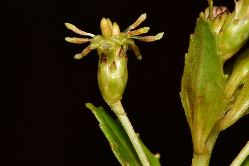 Baccharis lateralis photo 5