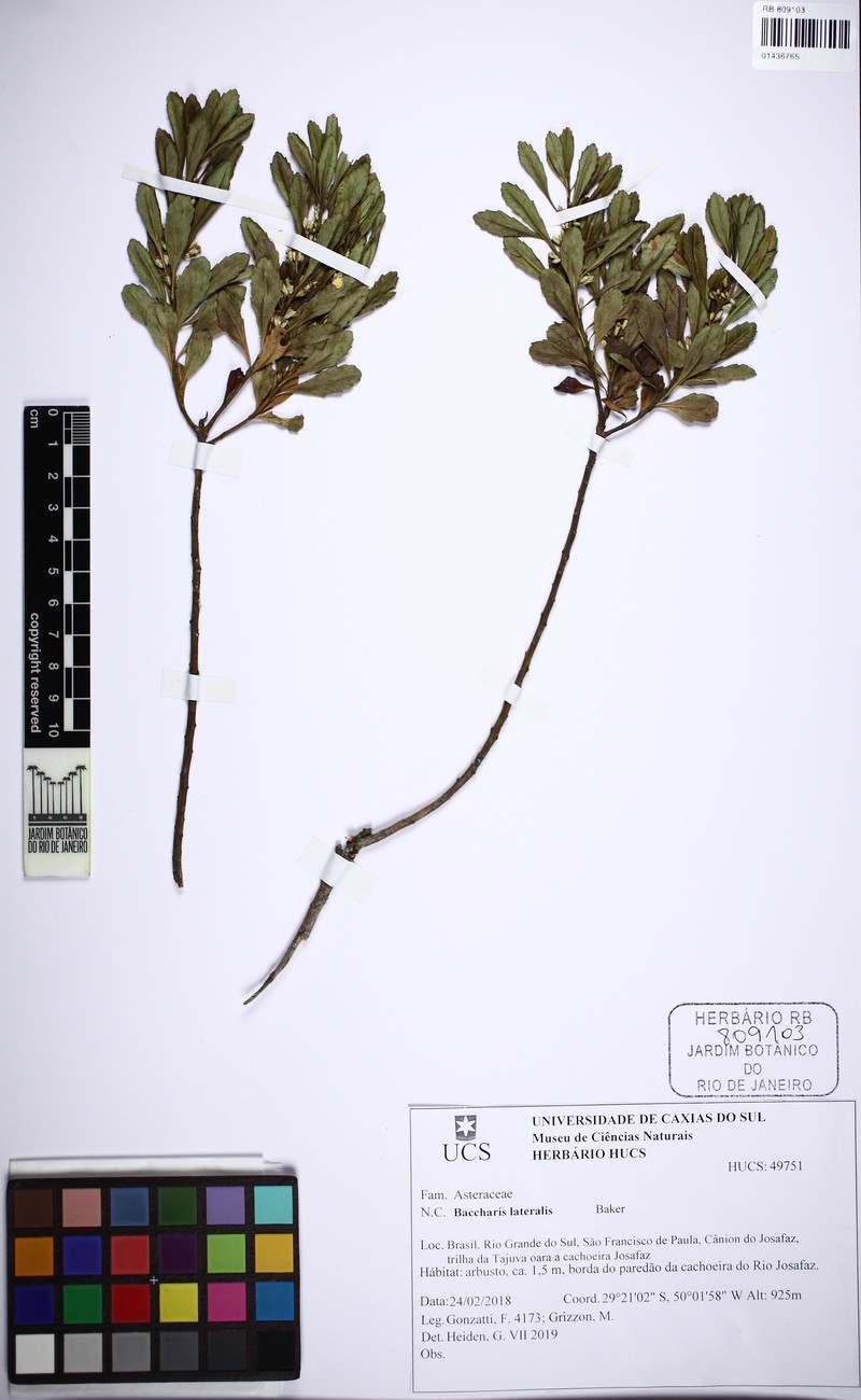 Baccharis lateralis photo 8