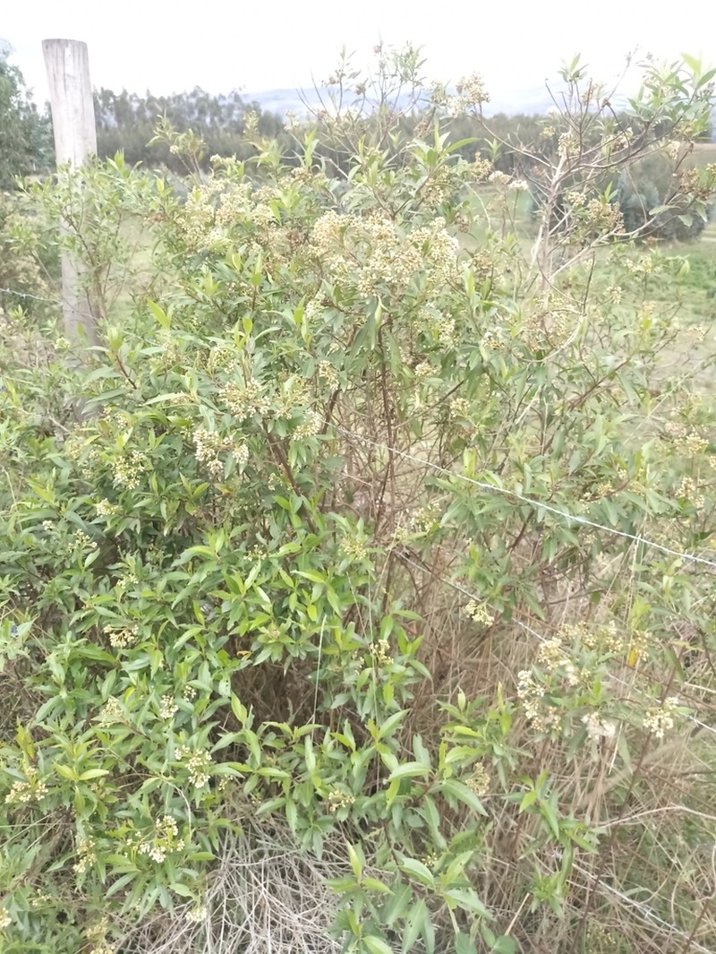 Baccharis latifolia