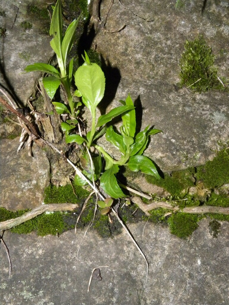 Baccharis latifolia photo 2