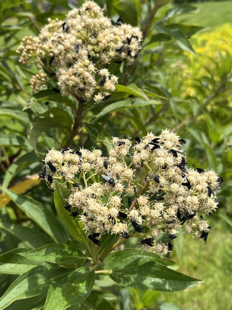 Baccharis latifolia photo 3