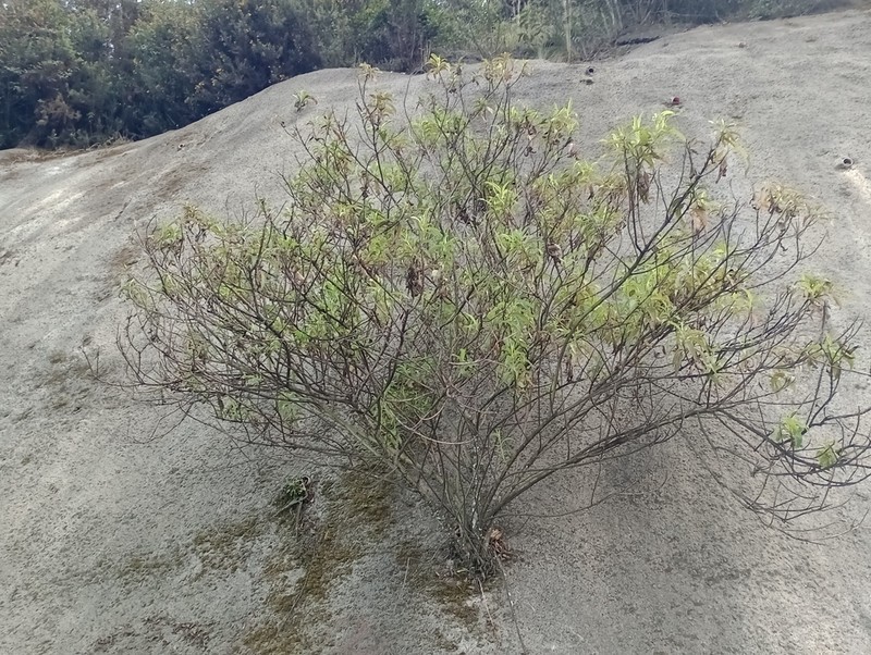 Baccharis latifolia photo 4