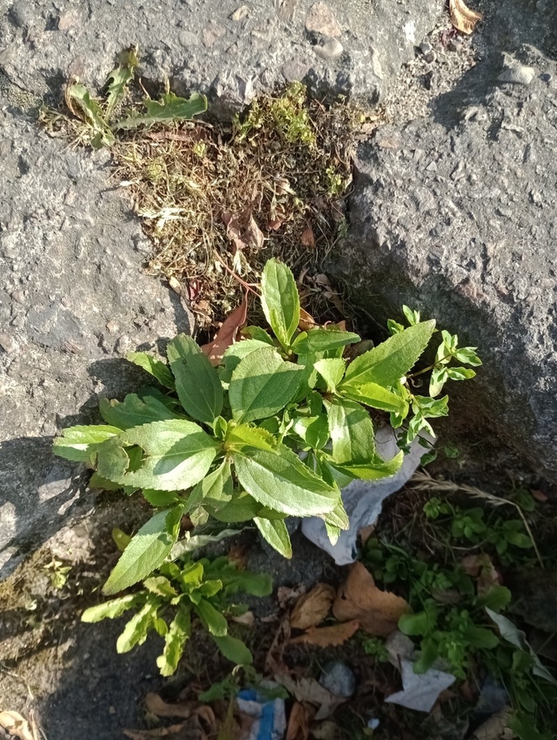 Baccharis latifolia photo 5