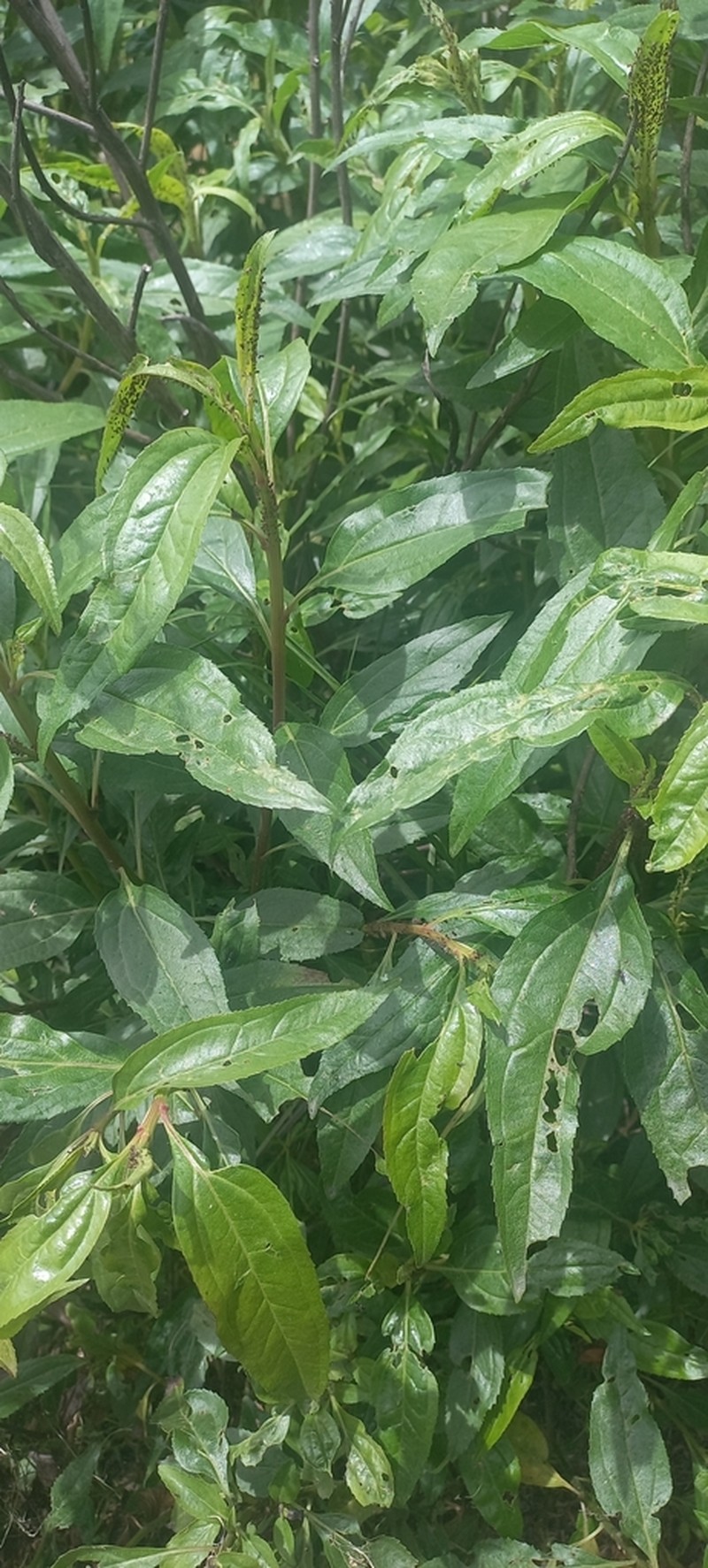 Baccharis latifolia photo 6