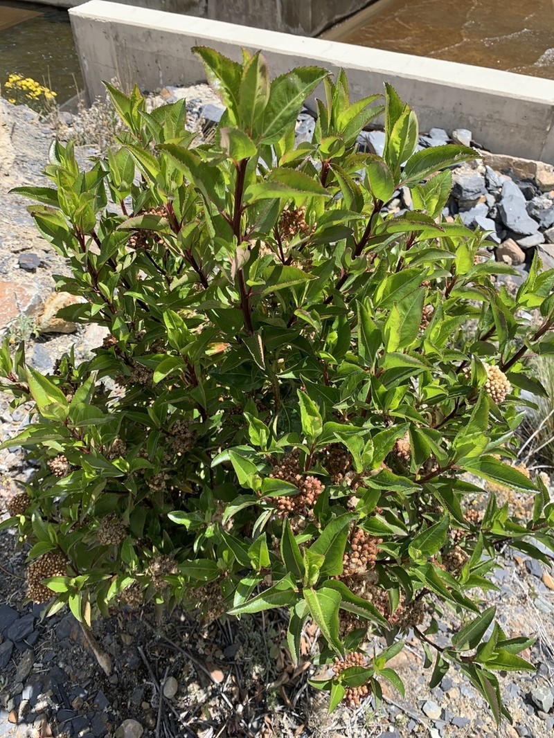 Baccharis latifolia photo 7