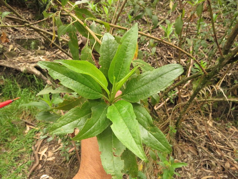 Baccharis latifolia photo 8