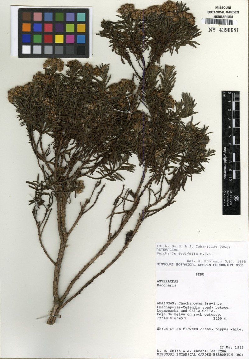 Baccharis ledifolia photo 2
