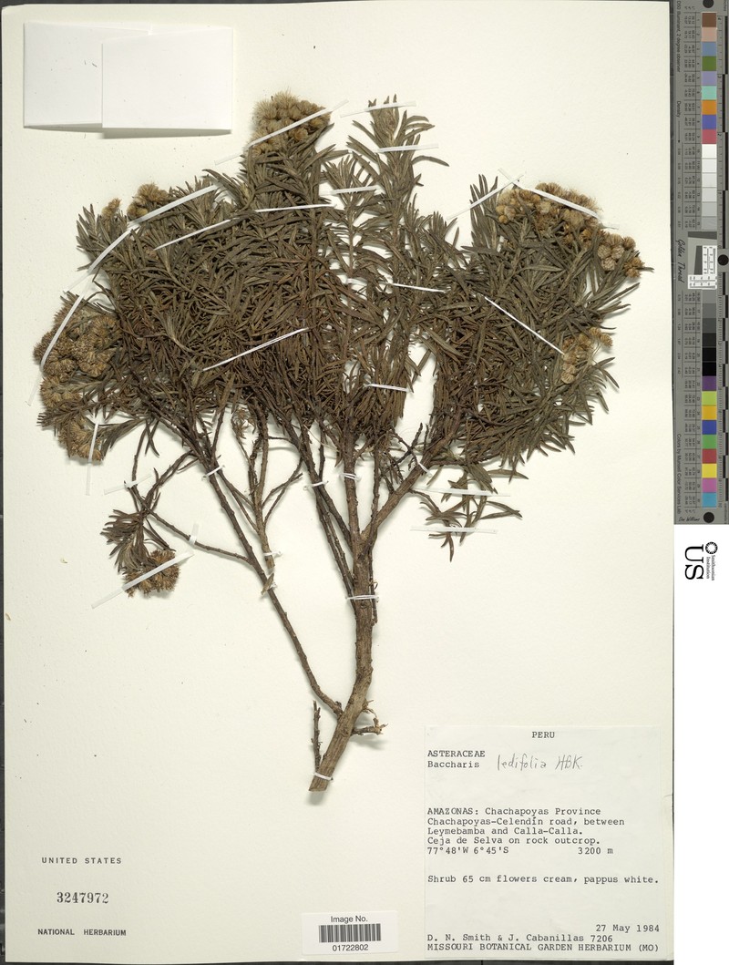 Baccharis ledifolia photo 3