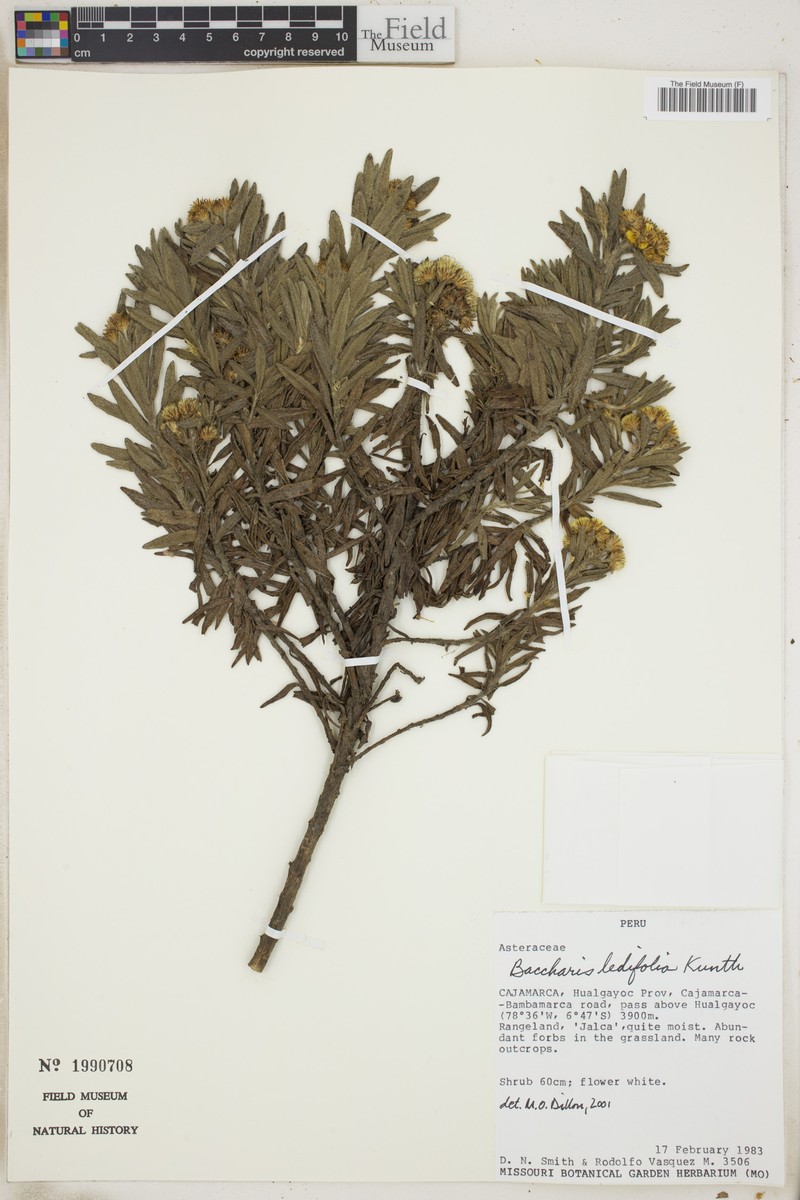 Baccharis ledifolia photo 4