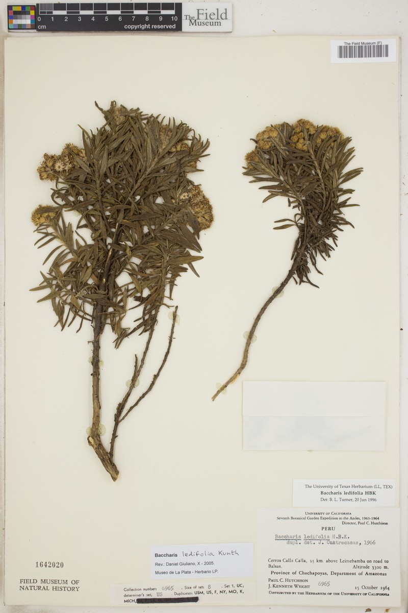 Baccharis ledifolia photo 5