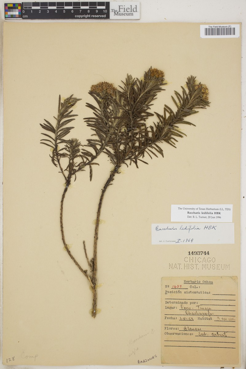 Baccharis ledifolia photo 6