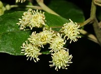 Baccharis lehmannii