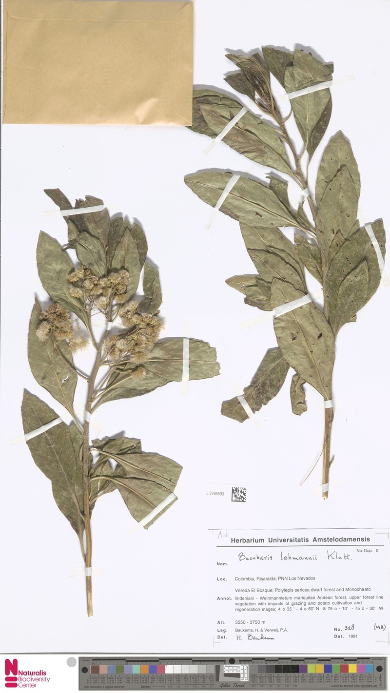 Baccharis lehmannii photo 3