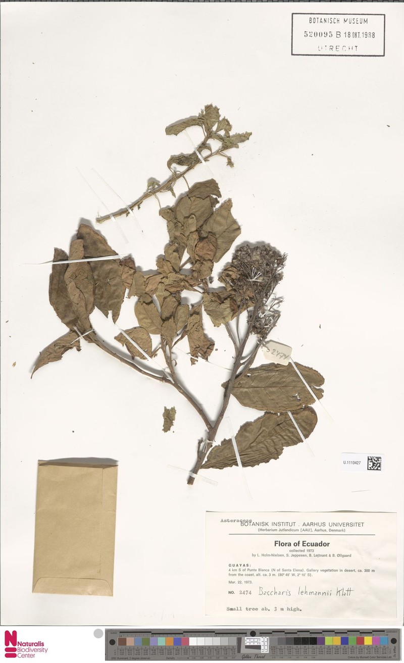 Baccharis lehmannii photo 4
